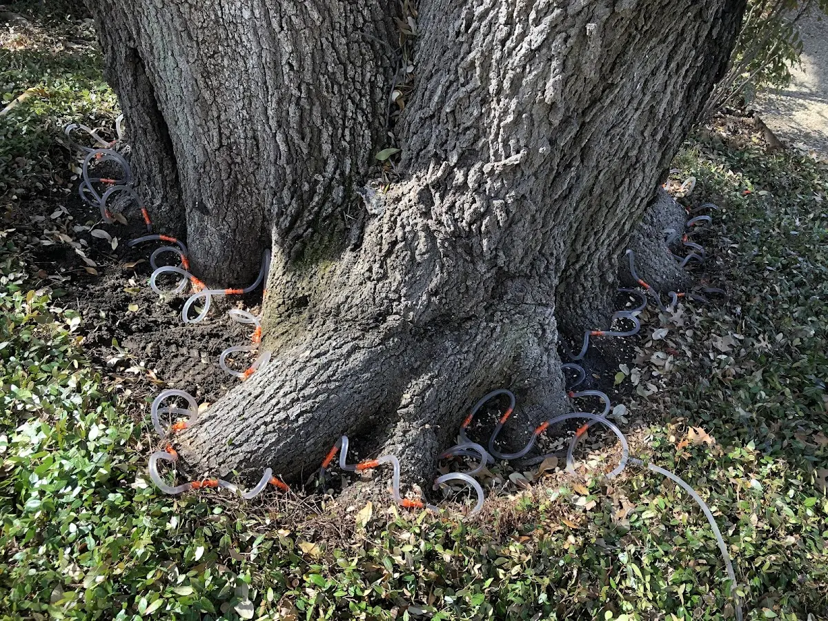 Detailed Tree Cabling and Bracing job site in Clintondale