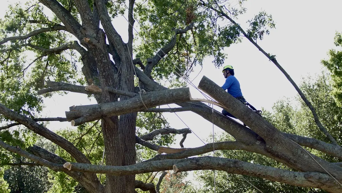 Professional Crown Thinning performed by certified arborists in Clintondale